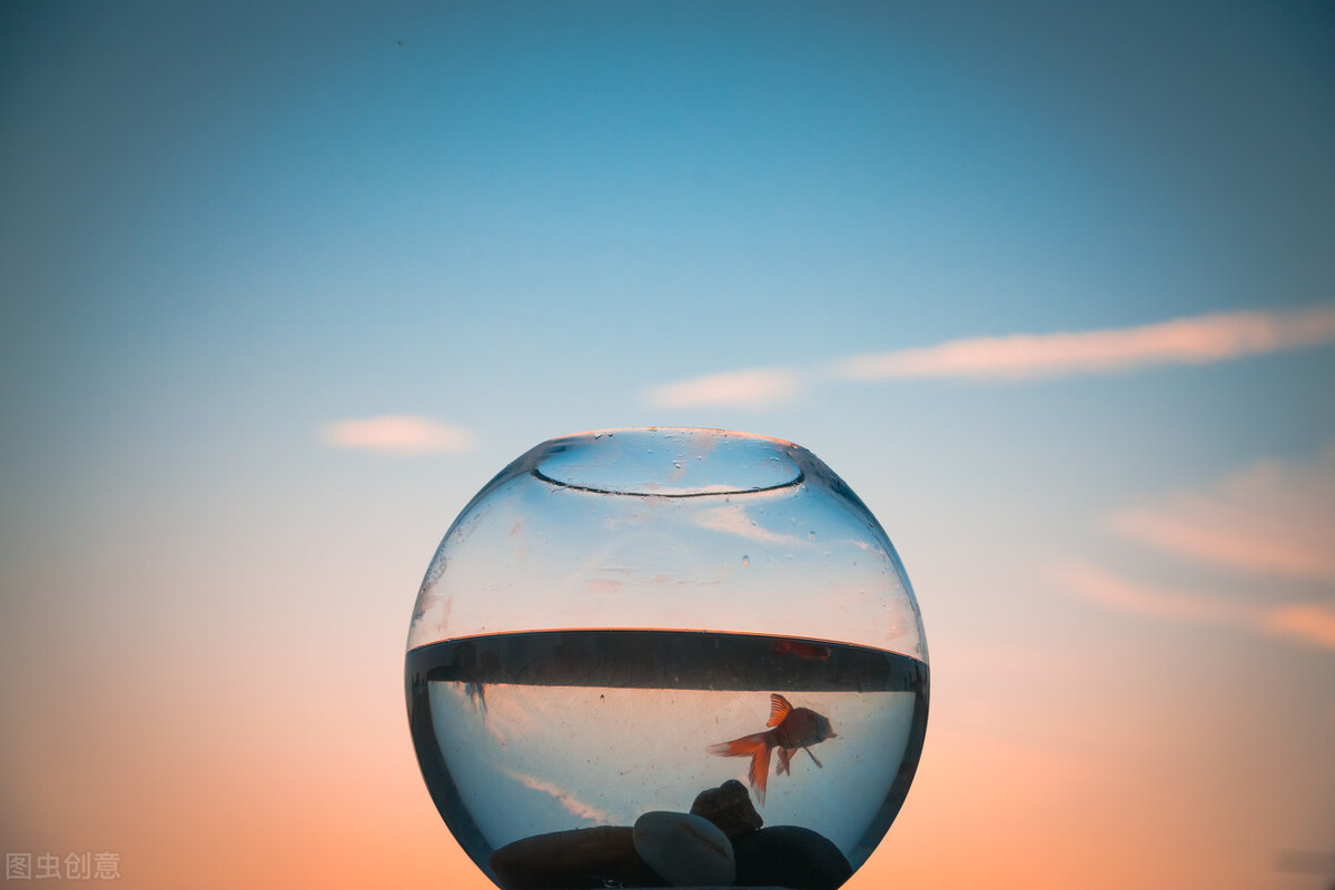 金鱼缸,金鱼多久喂一次