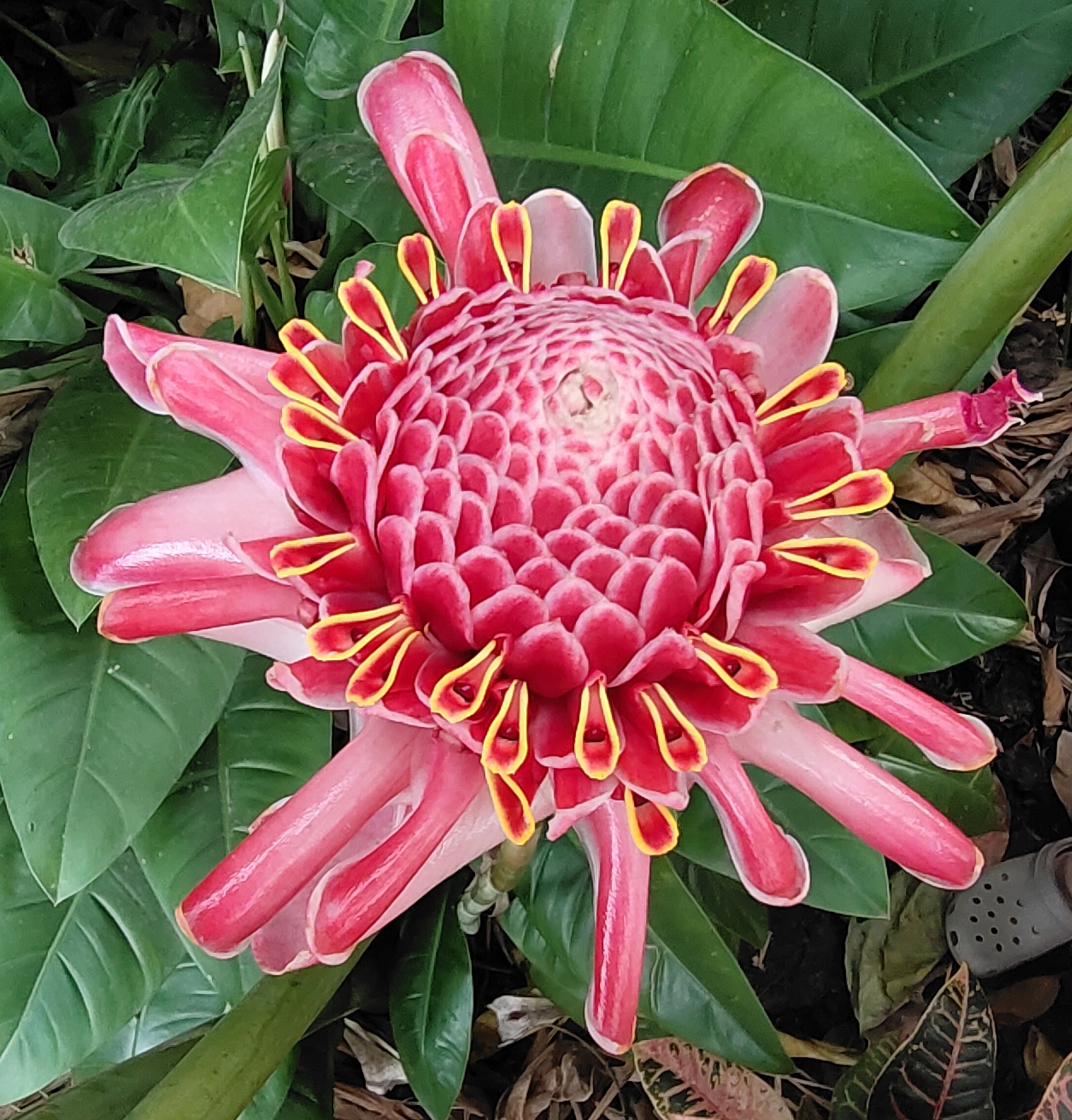 西双版纳曼听园攻略,云南西双版纳打卡曼听公园