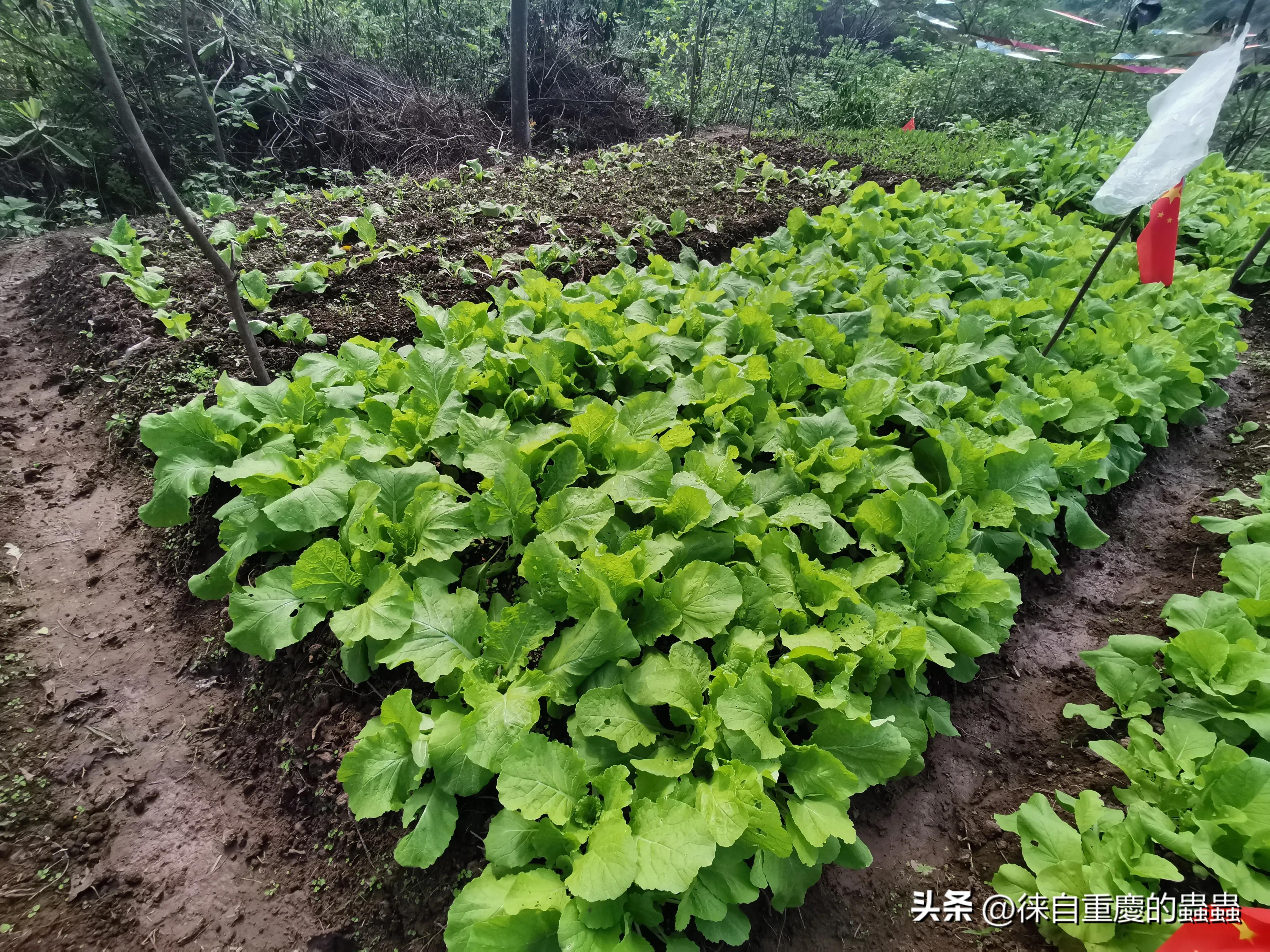 去年在城郊农村租栋破旧民房如今时时感到后悔（四）