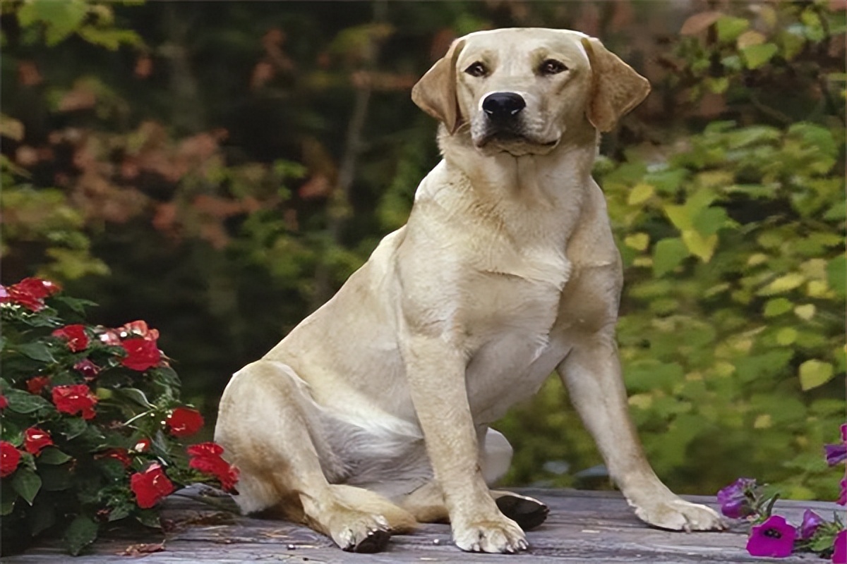 拉布拉多幼犬价格一般多少钱一只,拉布拉多幼犬多少钱一只市场价