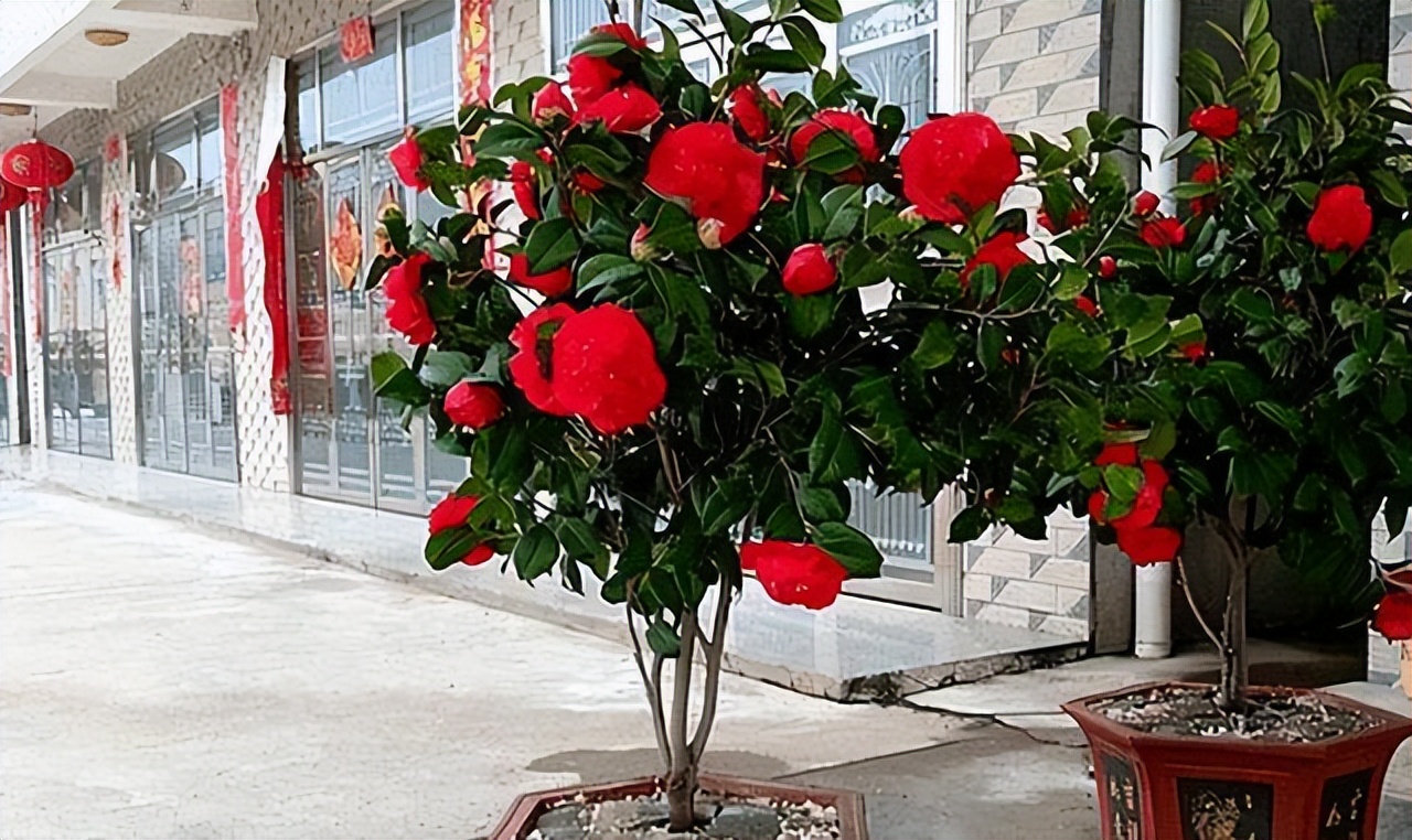 此花艳丽富贵,此花香气扑鼻比绿萝好养