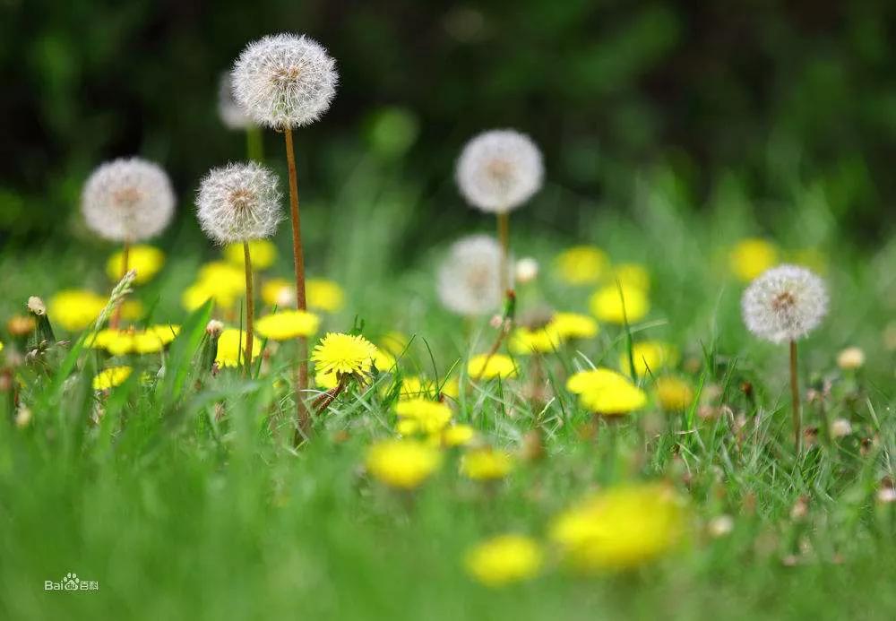 自我疗伤自我自愈文案,自我疗伤自我自愈