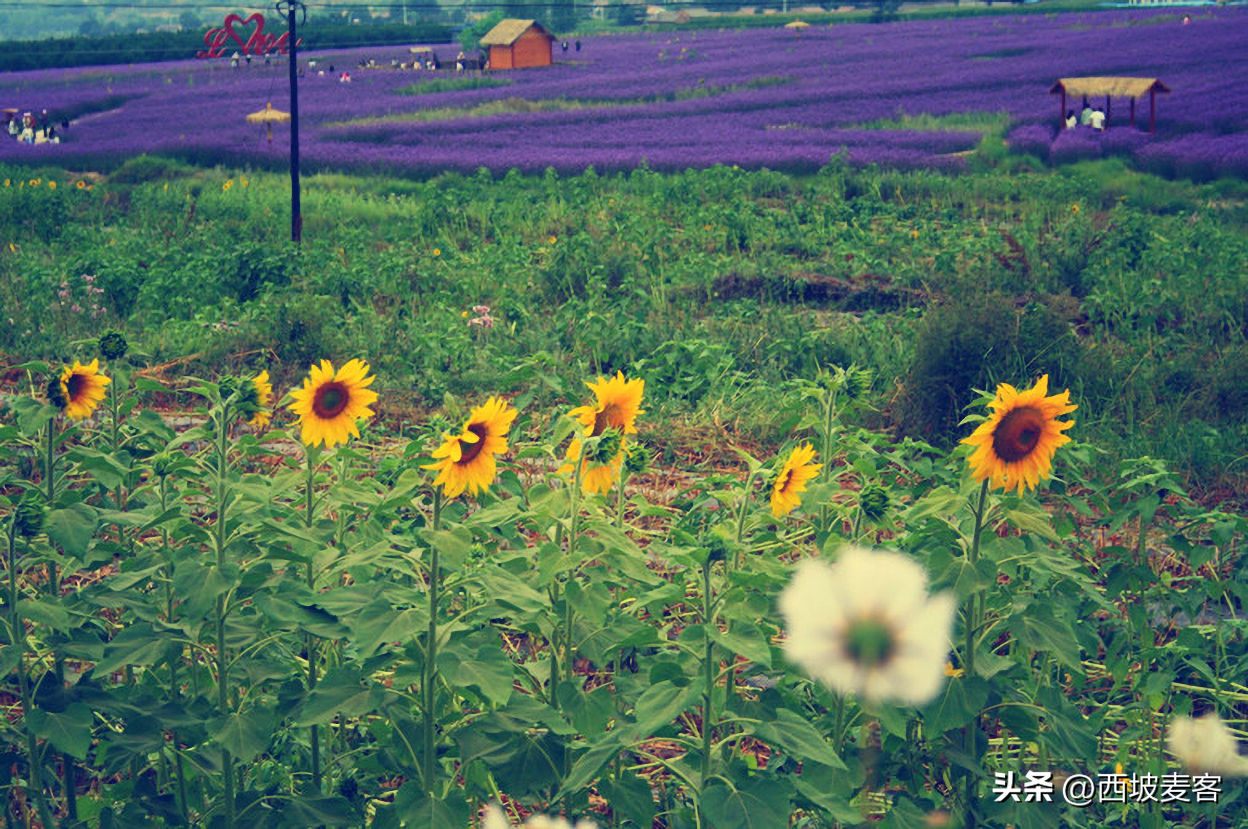 洋务运动和戊戌维新运动的意义,戊戌维新运动的意义和教训