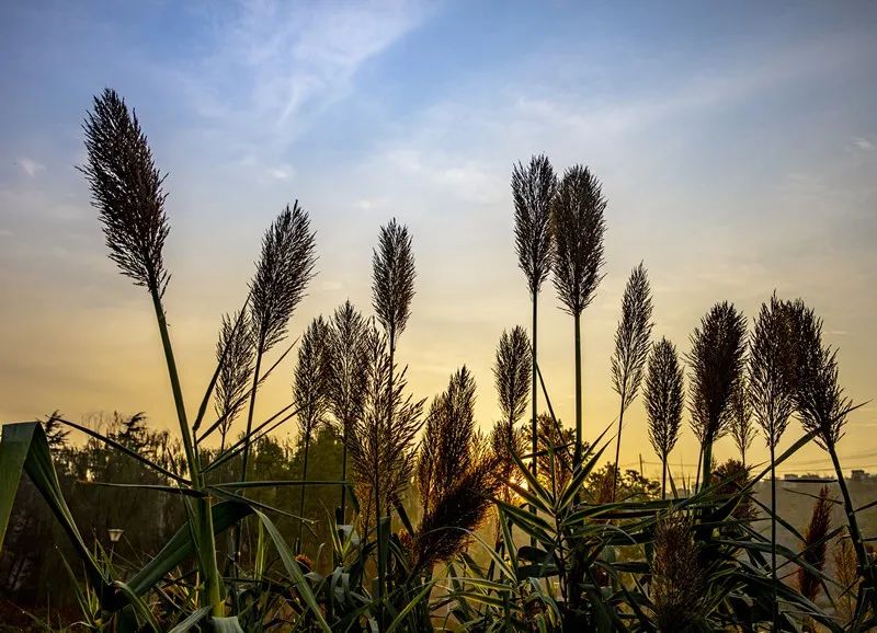 南京景色视频,南京景色作文
