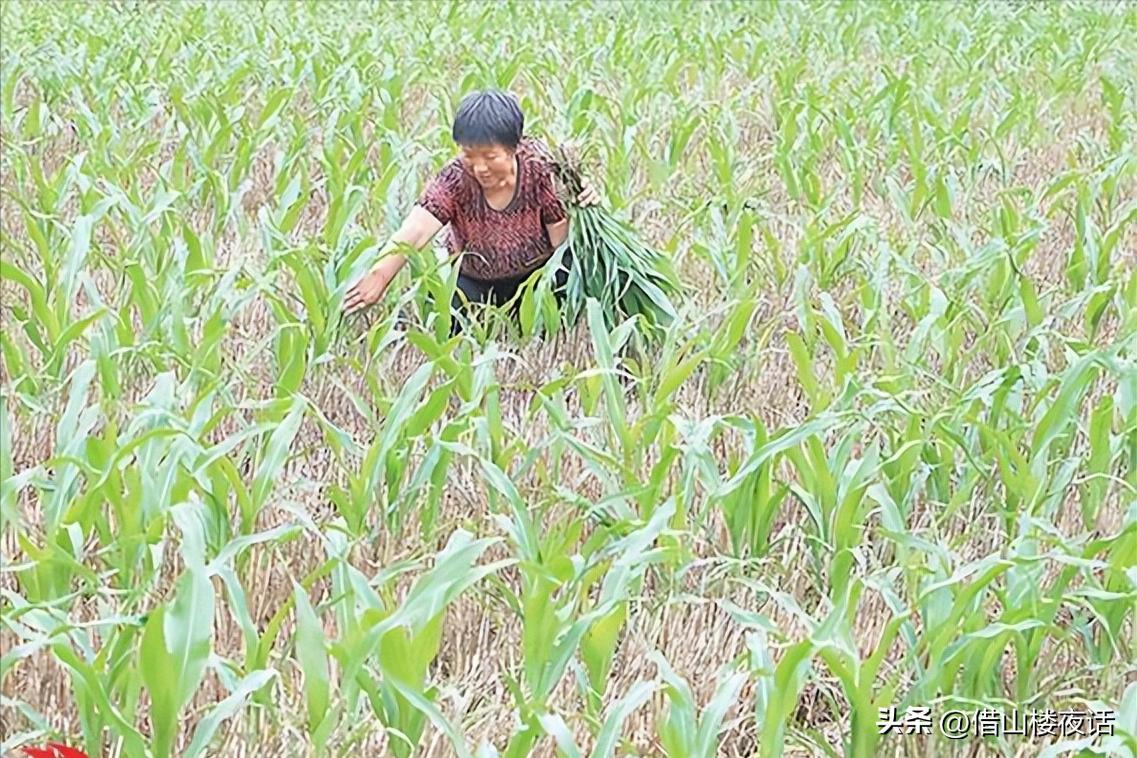 我说上世纪六七十年代的农村生活，《借山楼》连载：间苗