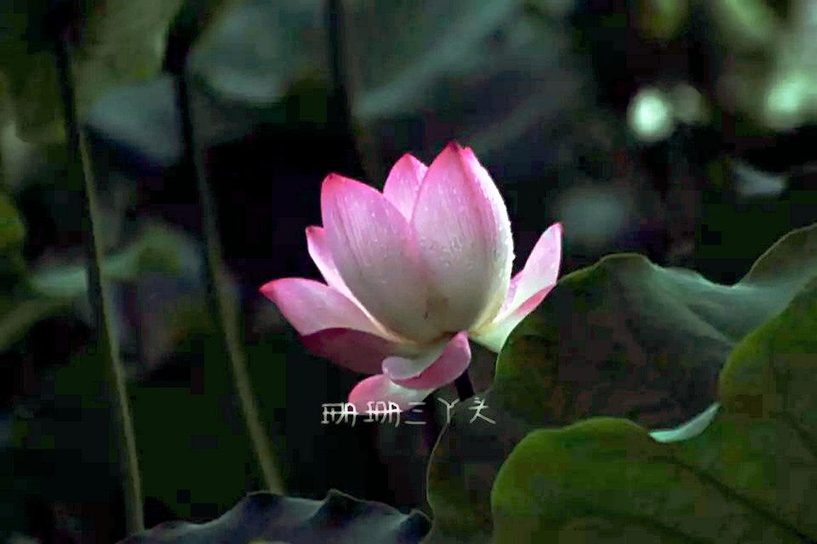 佛山最美荷花景区,佛山荷花世界游玩攻略