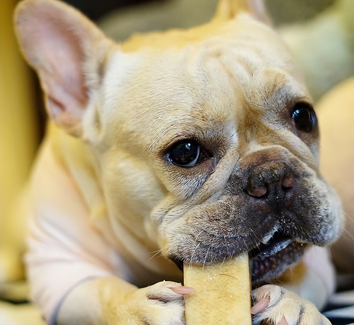 狗狗换牙吃益生菌好吗,狗狗什么时候换牙长牙
