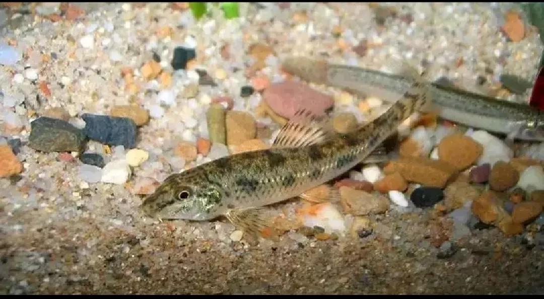 棒花鱼食用价值,野生的小鱼没有鱼食该吃什么