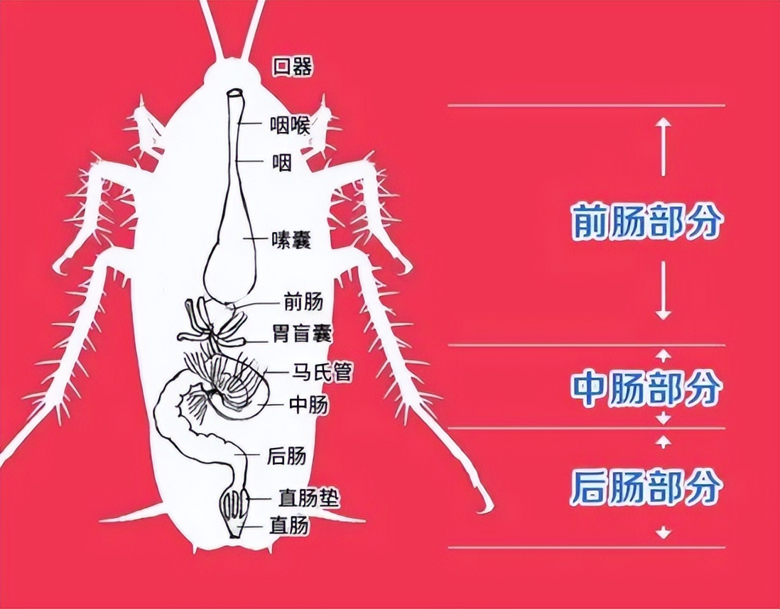 蟑螂科普小知识,捕杀蟑螂最有效的方法