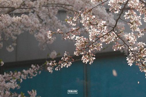 樱花最佳季节,樱花最盛开的时候