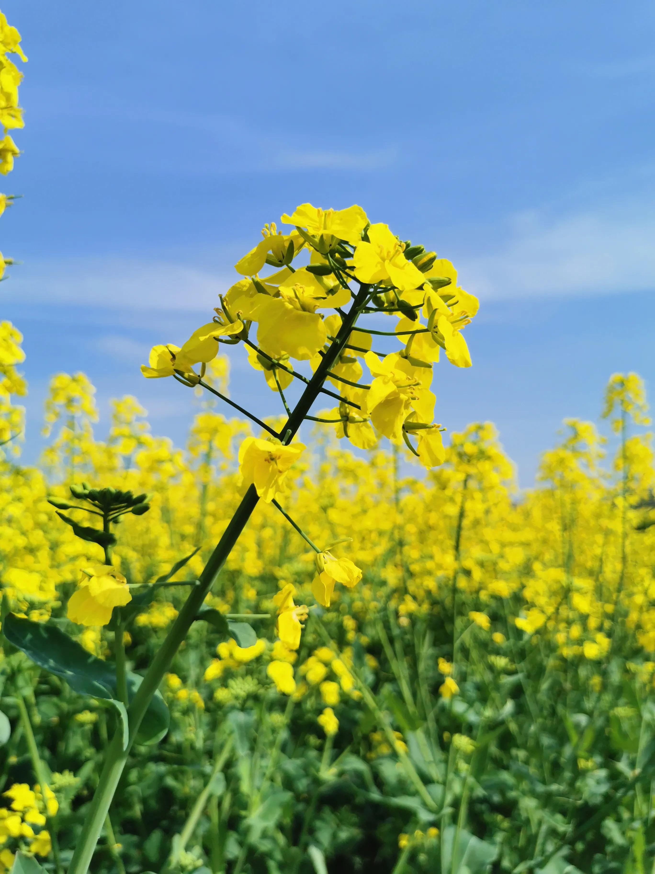 这里是人间仙境歌词,这里是人间仙境