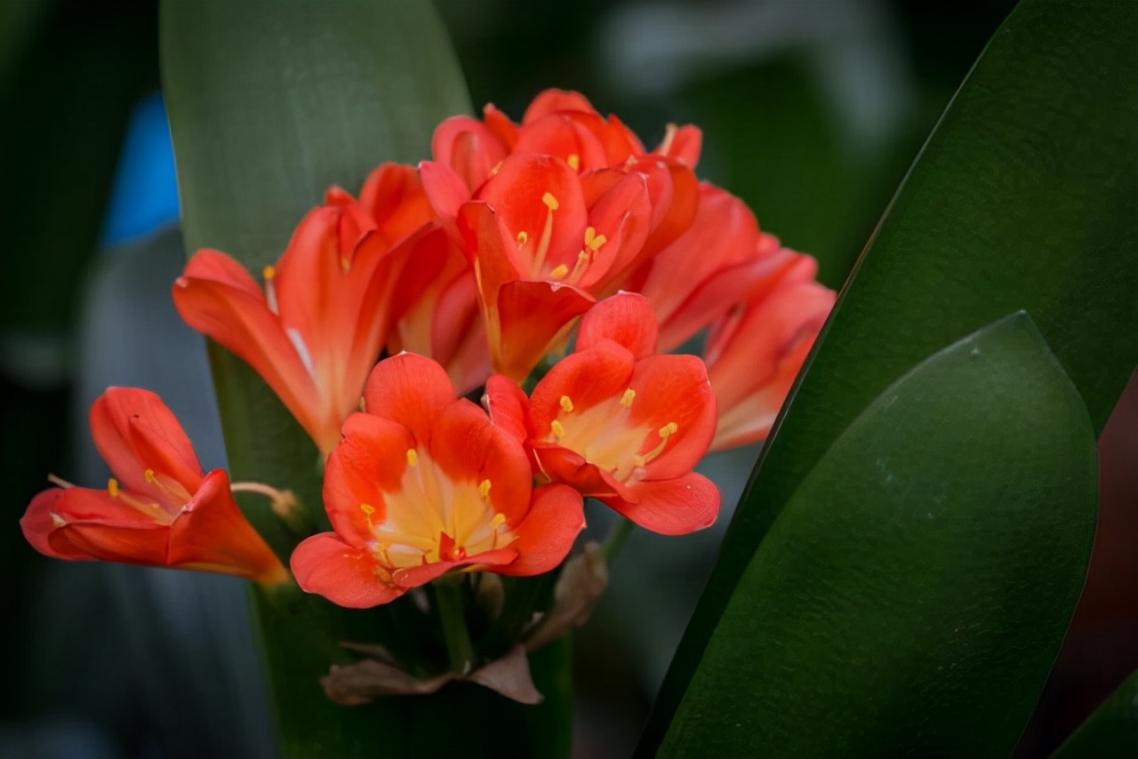 初养君子兰易出问题,养君子兰注意7点