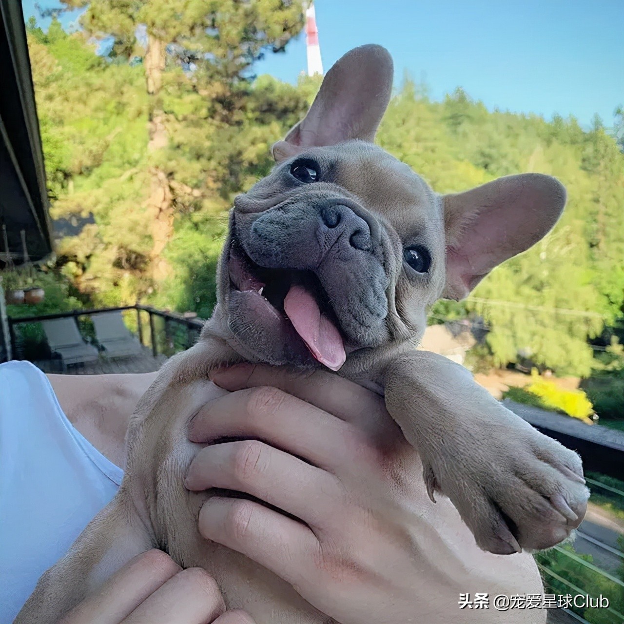 法国斗牛犬是小型犬吗,法国斗牛犬奶油