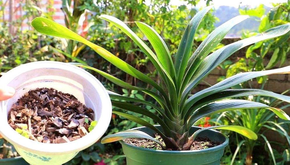 君子兰催花期可以用花多多12号吗,君子兰催花用什么最好养