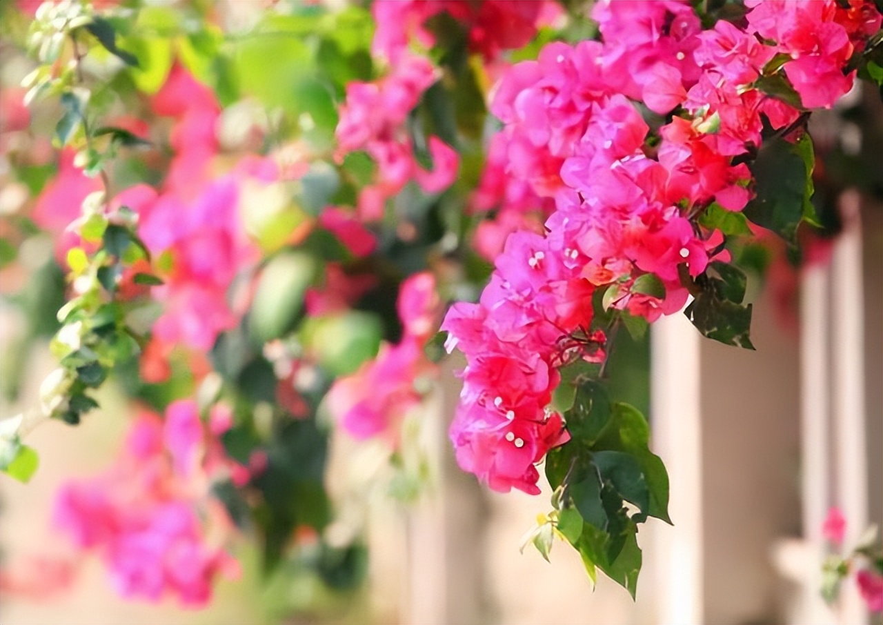 什么品种的巴西花好,巴西进口最好养的花