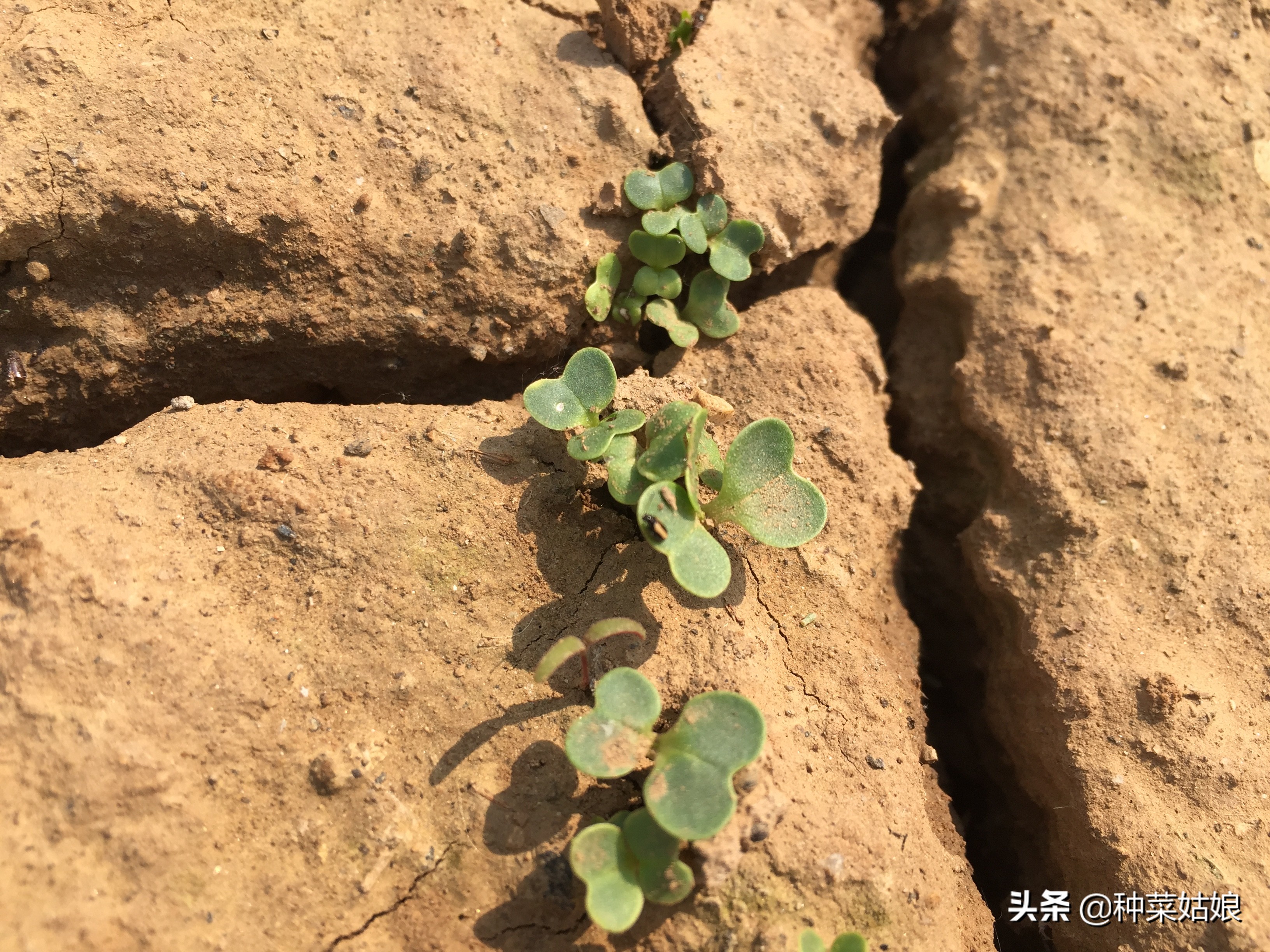 种菜怎么保持土壤湿润,种菜的土很硬有什么办法改善土质