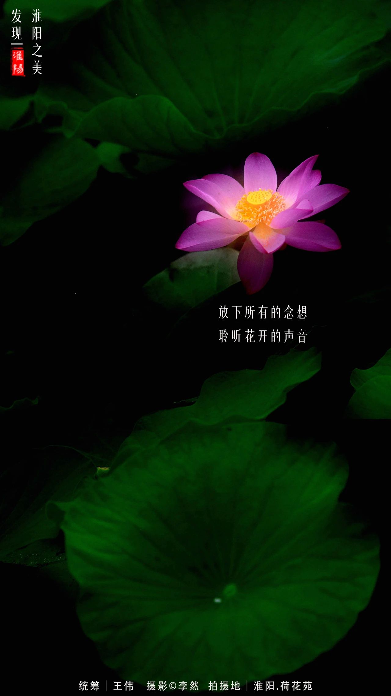 2021年周口淮阳荷花节,周口淮阳荷花节位置