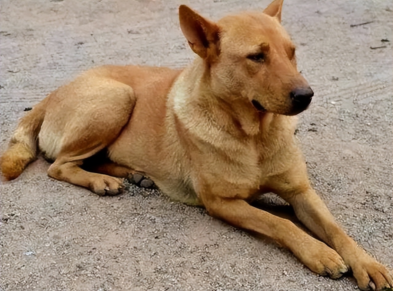 土狗和宠物狗到底有什么区别,土狗和宠物狗的区别