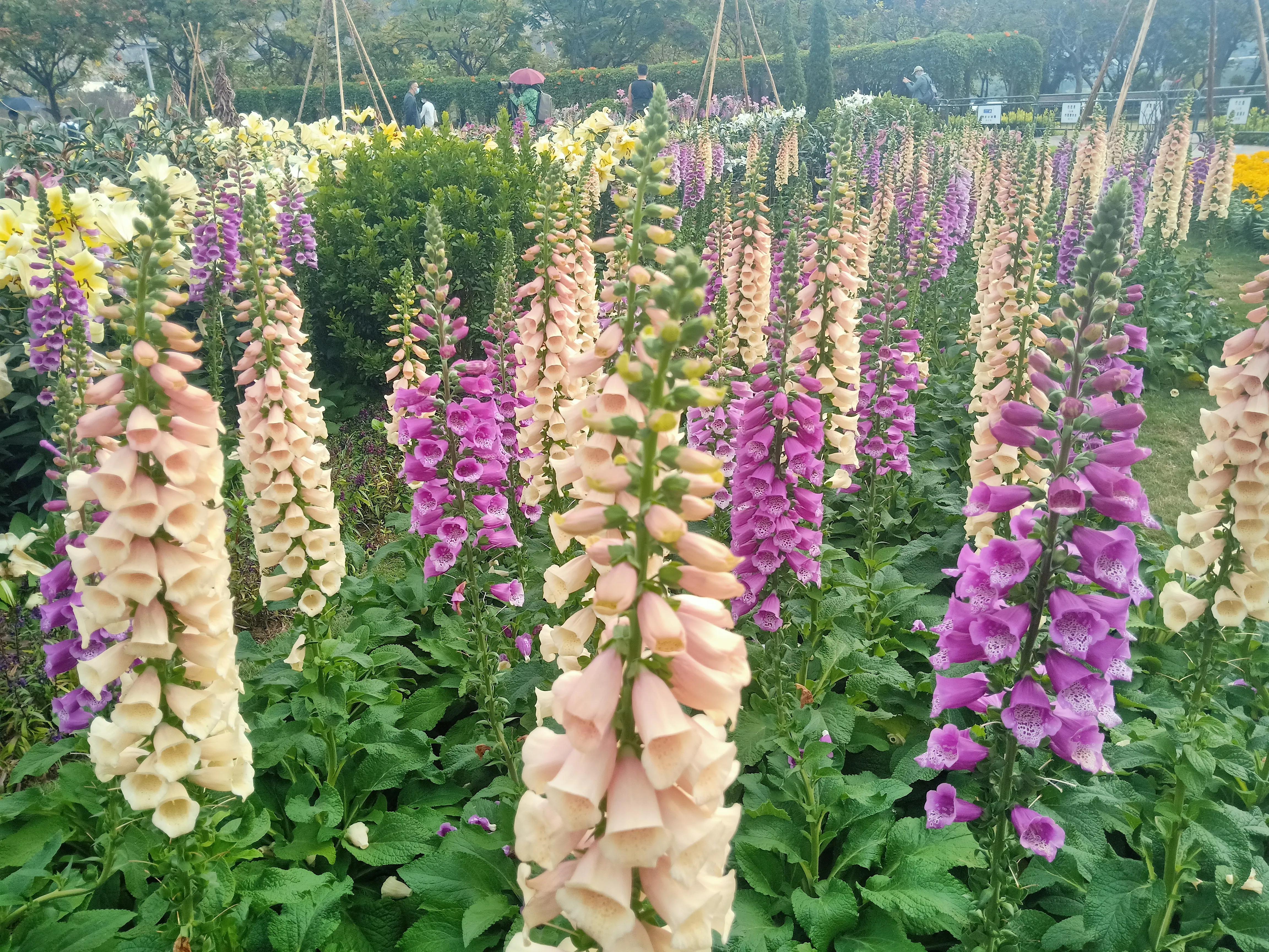 澳门旅游318,自驾澳门去哪里通关比较好