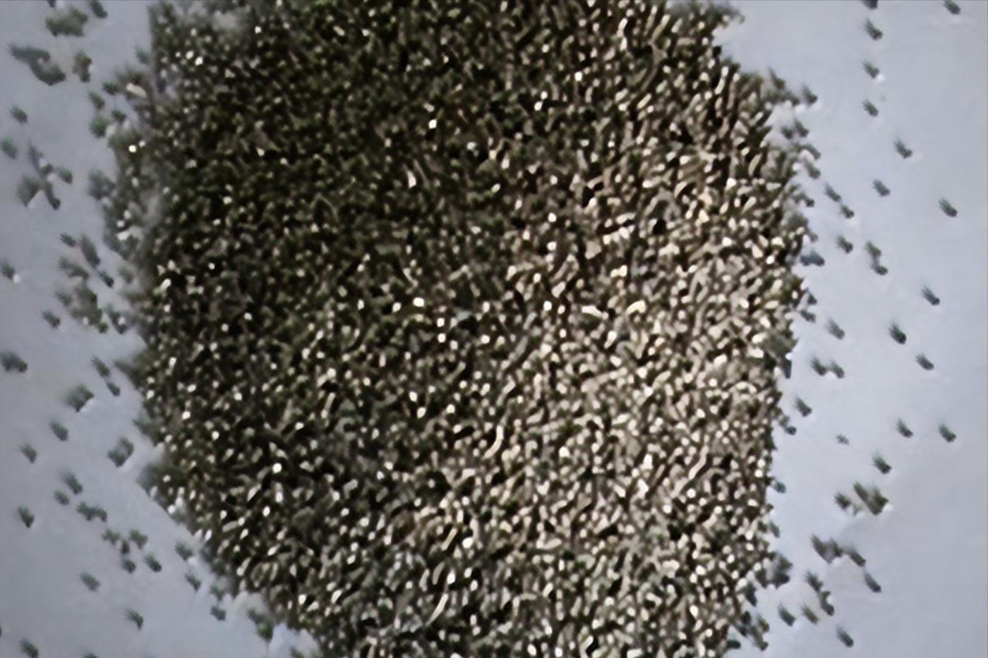 撸铁棒重现民间！给老百姓带来暴利，明令禁止背后隐藏危机