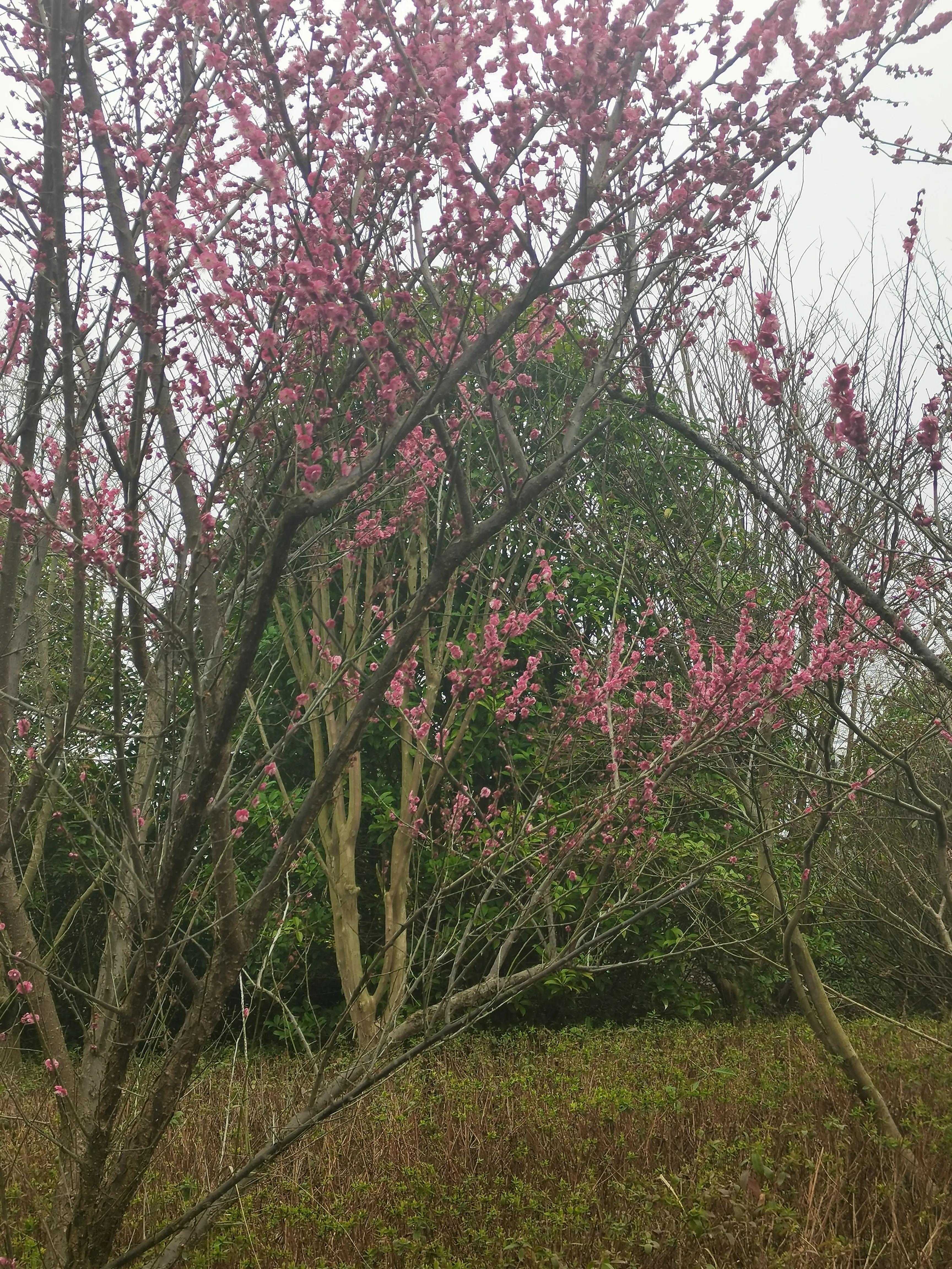 贵阳双龙生态公园怎么样,贵阳菊海双龙生态公园房价