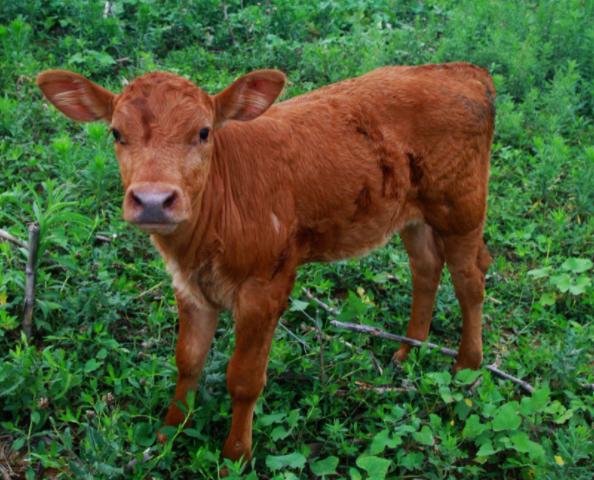 新生牛犊拉稀怎么治用什么药,新生牛犊拉稀最好治疗方法是什么