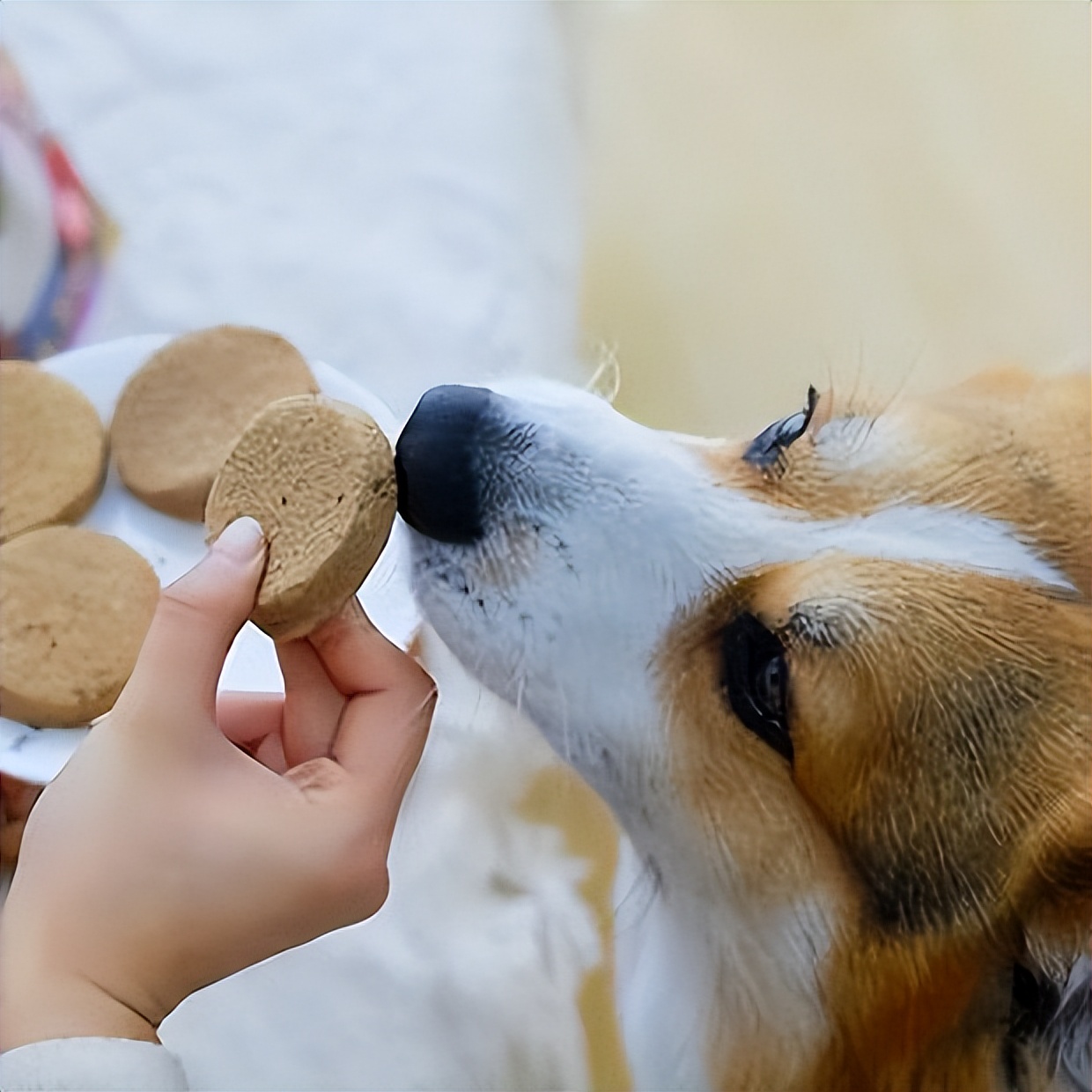 狗狗健康喂食的方法,养狗攻略学会这几招让狗狗更健康