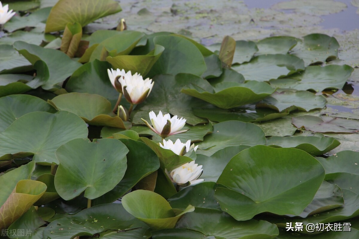 睡莲古诗文,睡莲的诗句古诗