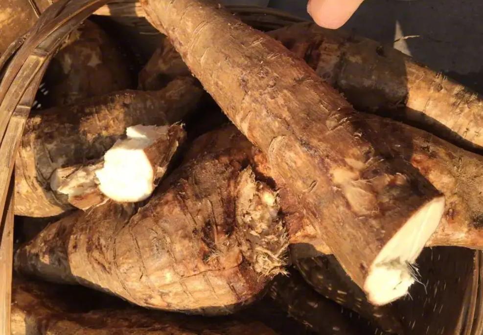 葛根在美国有多厉害,美国花50亿清理葛根