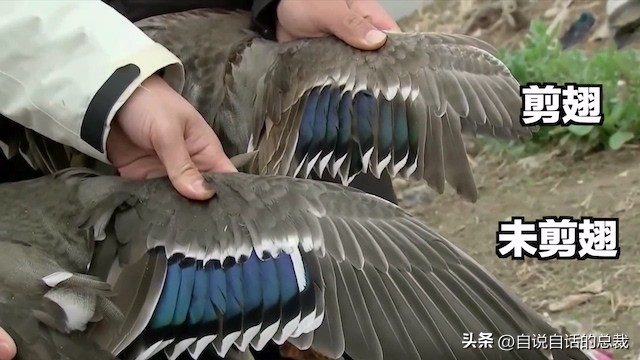 鸭：一鸭战四虎？弹射胜航母？鸭子的真相，也许超乎你的想象