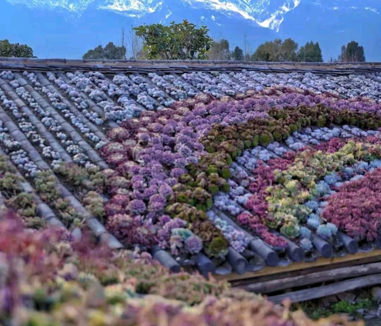 楼顶多肉的变化图,以前屋顶的多肉