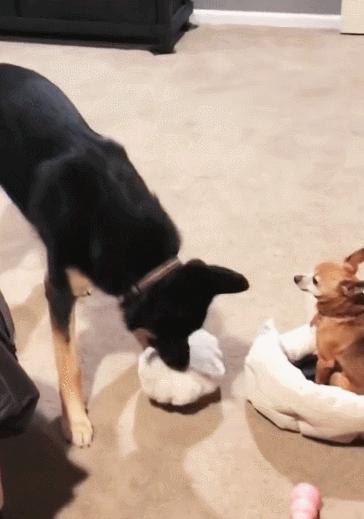 但凡给狗*载下**一个反诈APP，它都不至于被骗这么久