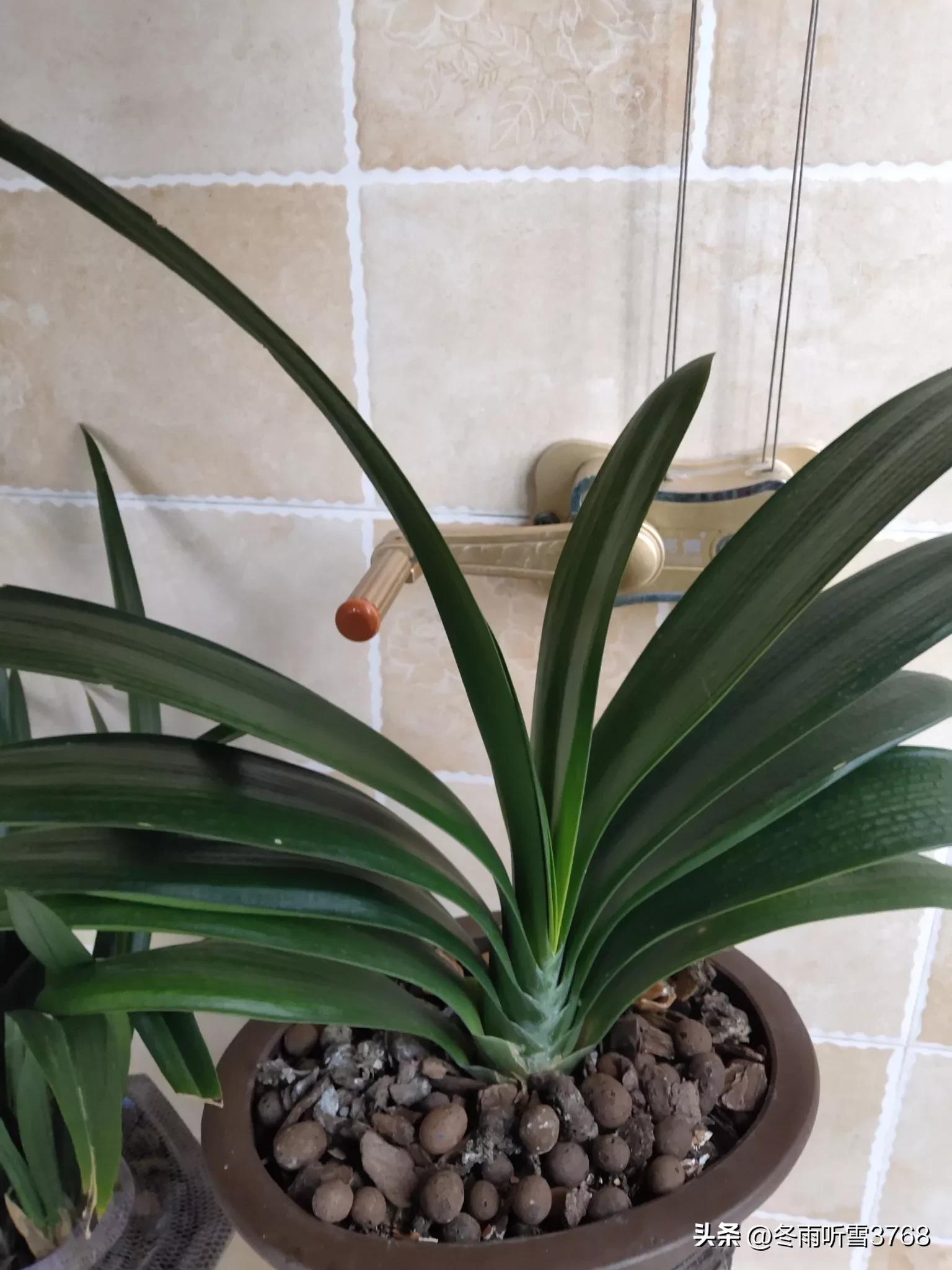 君子兰秋季换盆的最佳时间,现在是秋季君子兰换盆可以吗