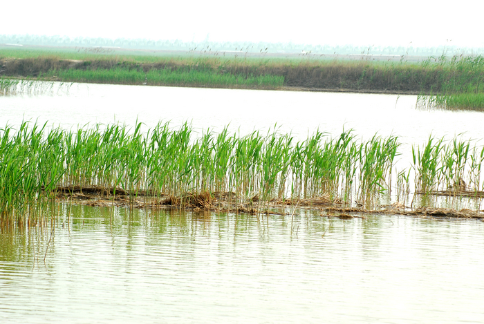 微咸水开发利用情况汇报,反渗透水处理数据分析