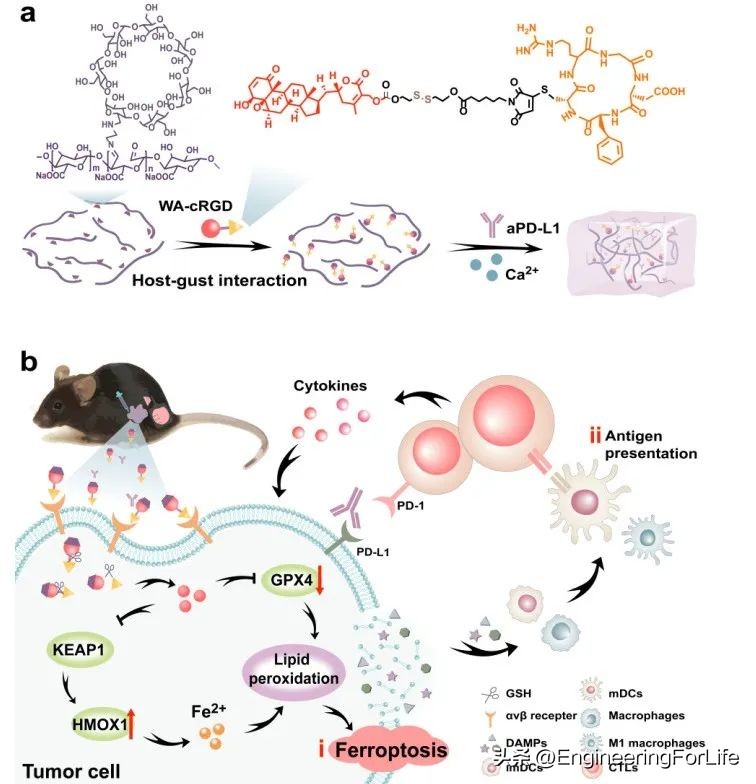可注射水凝胶协同铁死亡免疫疗法用于肿瘤术后管理