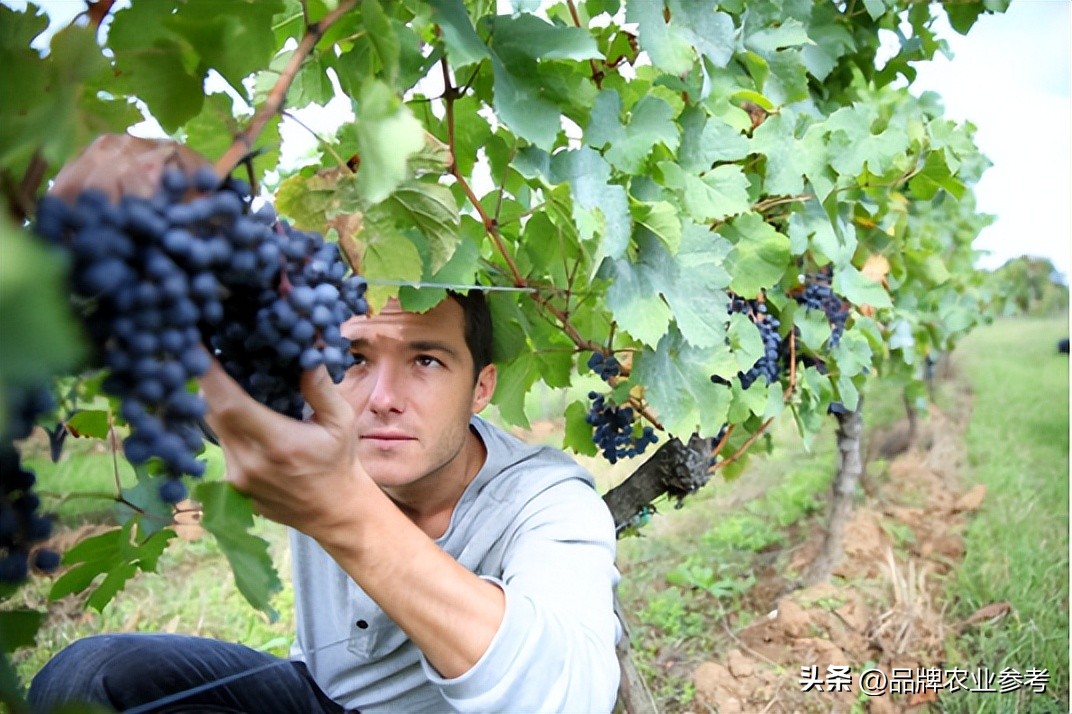 法国地理标志：百余年认证产品不足500个，成为AOC要有多完美？