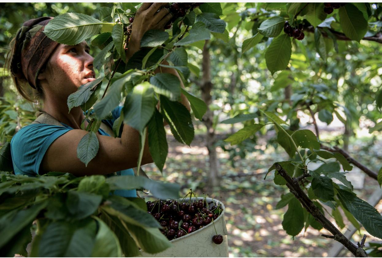 从智利进的车厘子,智利车厘子一般几月份成熟
