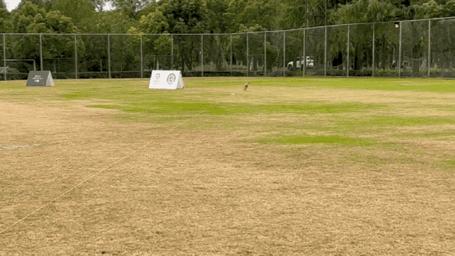 双11狗零食攻略,双11猫粮攻略