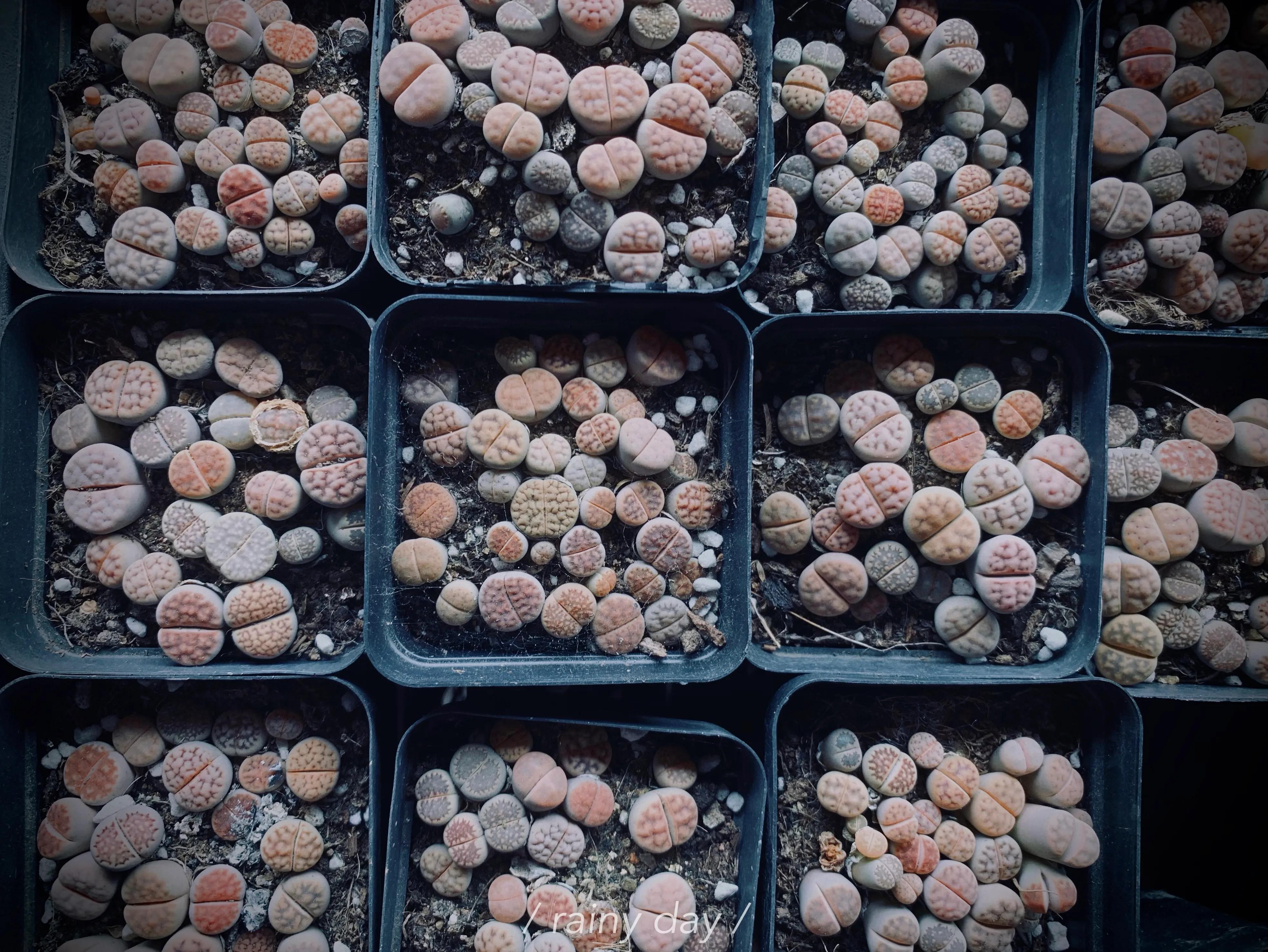 广州芳村岭南花卉市场国庆,广州岭南花卉市场有什么好玩的