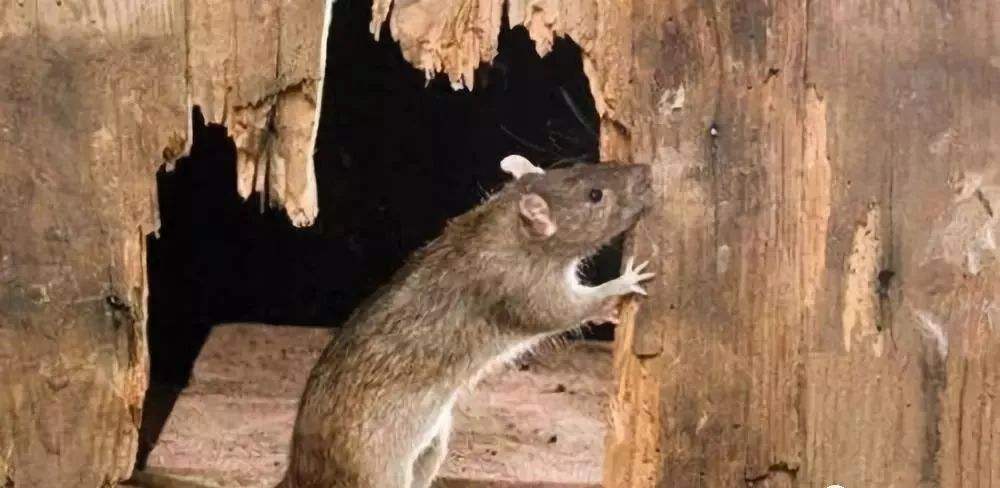 老鼠的报复性有多强,老鼠为什么会遇到威胁咬死同类