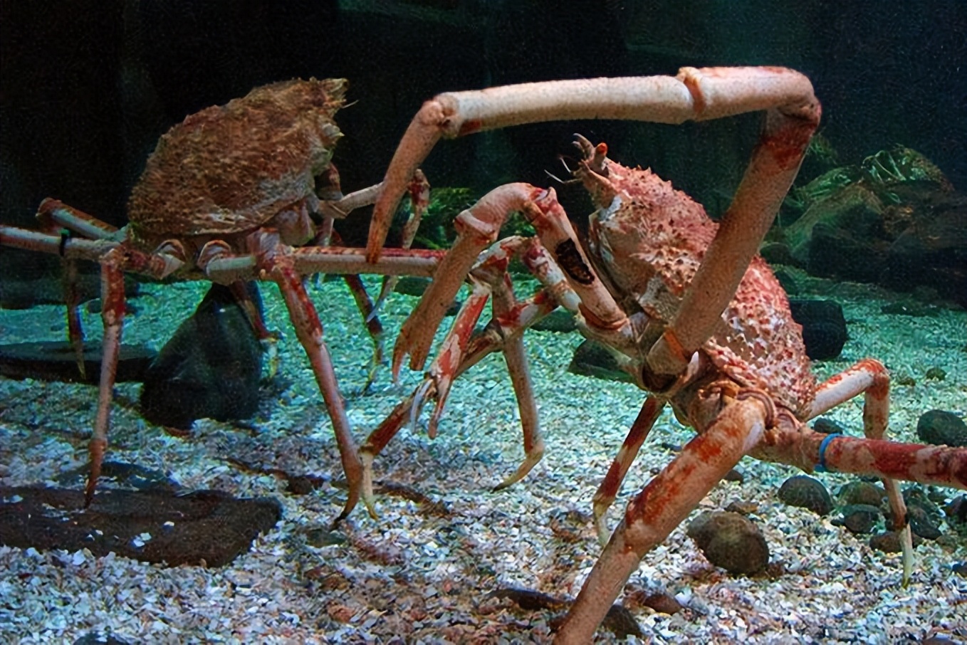 世界上第一大最恐怖的生物,世界上最大最恐怖的巨型生物