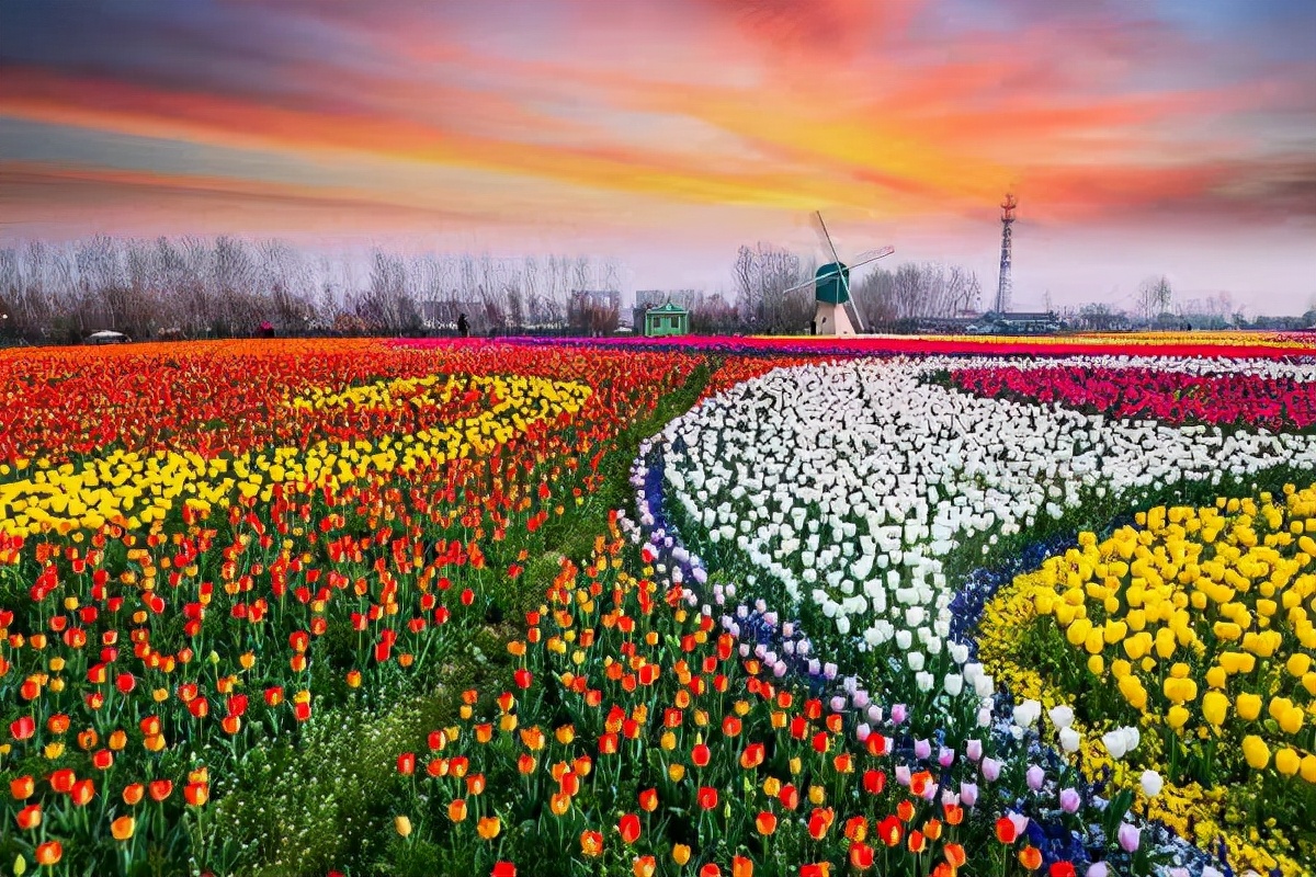 大丰荷兰花海11月份花开,倾城名花