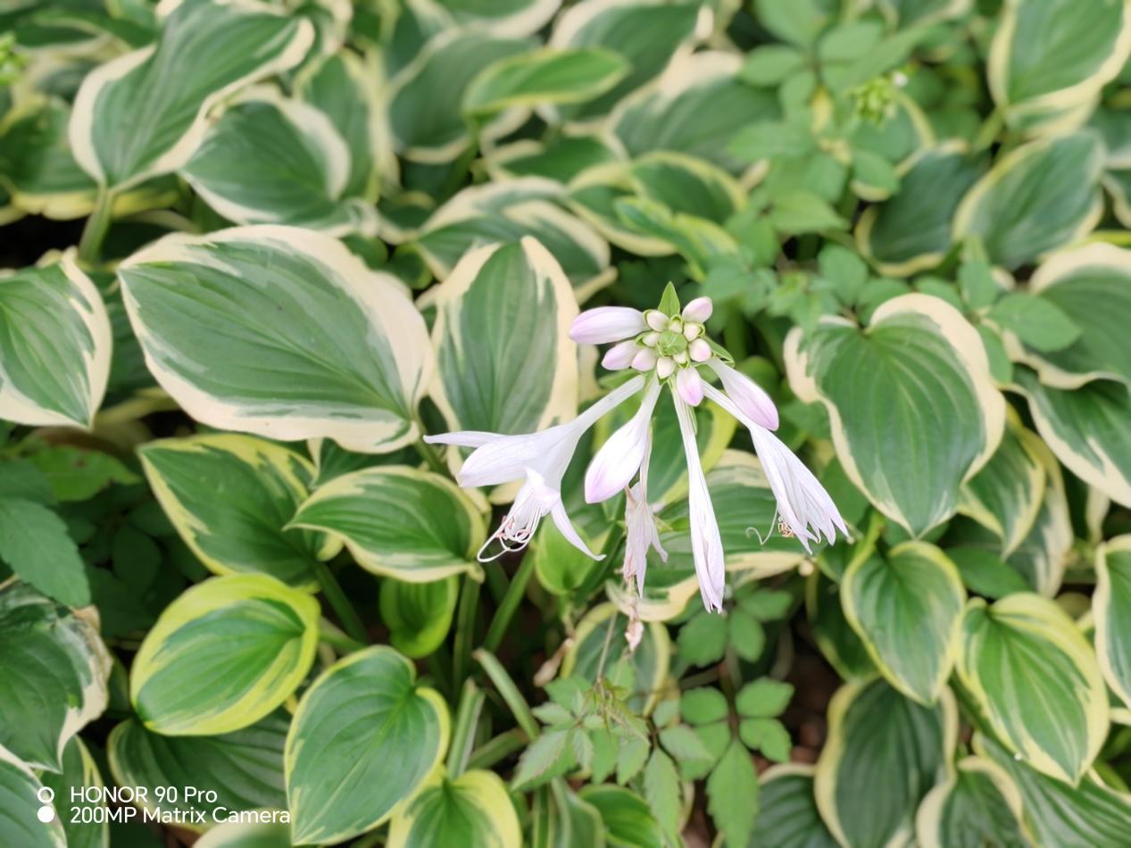 荣耀90pro使用体验,荣耀90pro使用体验感