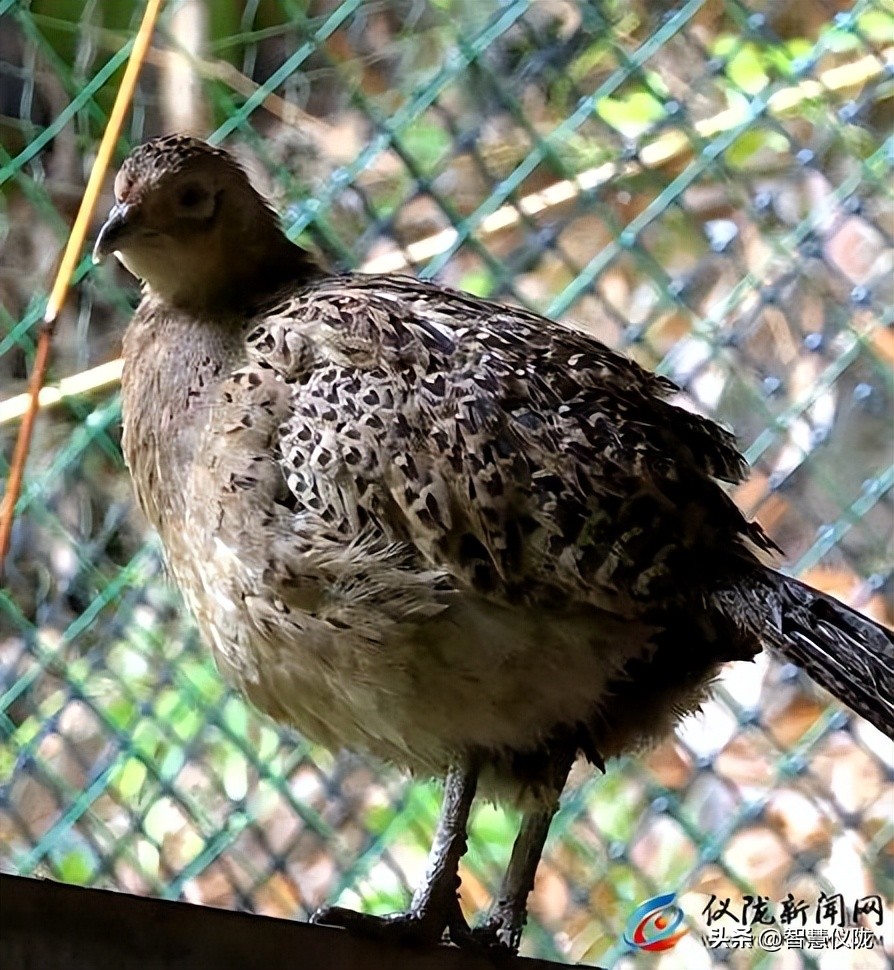 创业路上的奋斗者,返乡创业青年创业事迹