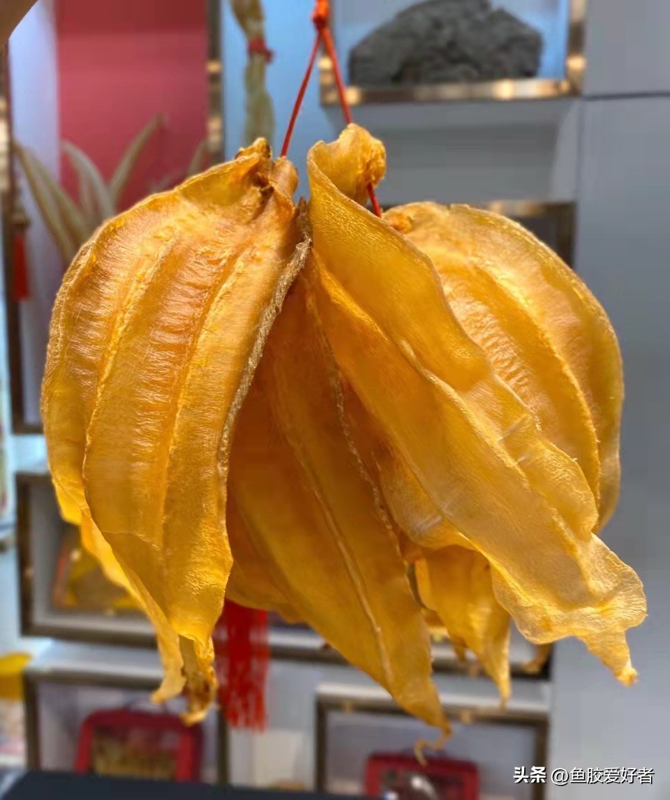 鱼胶一般都是哪里进口的,国外鱼胶哪里最便宜