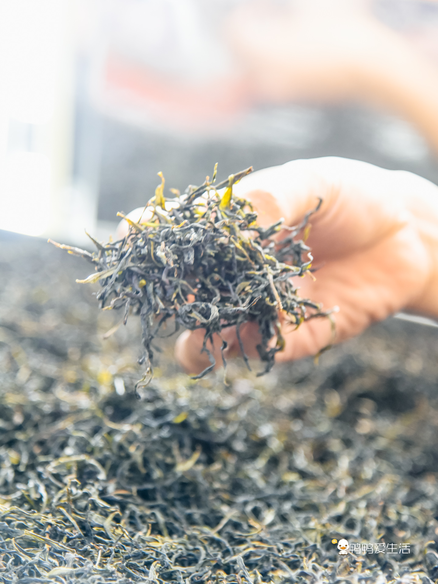 潮州人有多爱喝茶,清香型潮州特色茶