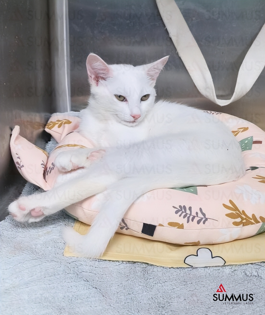 激光治疗猫口炎,激光伤口感染图片