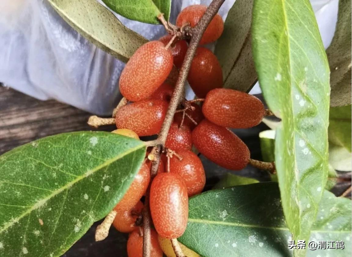 从未见过的稀奇物种,很多人没见过的奇怪生物