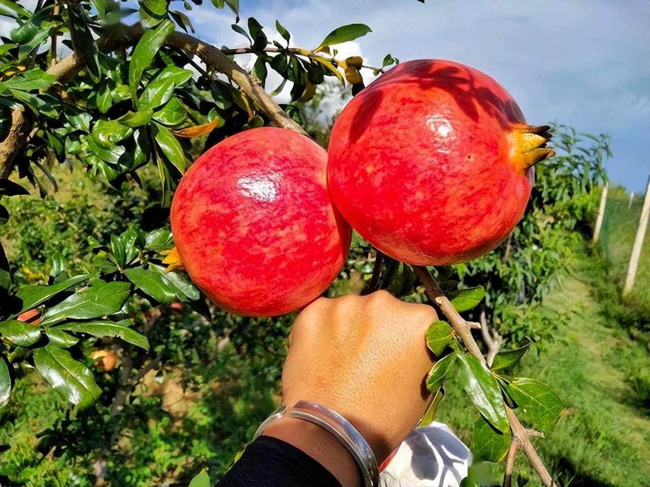 突尼斯软籽石榴树北方可以种植吗,突尼斯软籽石榴树种植技术视频