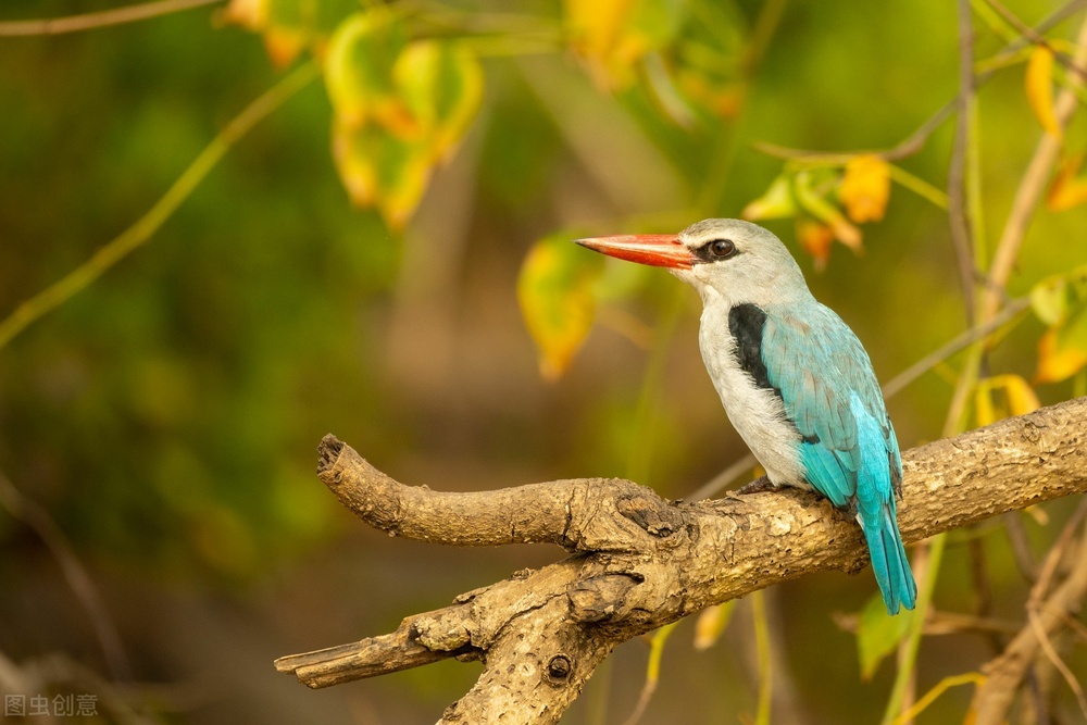 最美罕见的小鸟,全世界最罕见的小鸟